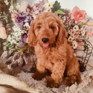 Ashby Cockapoo