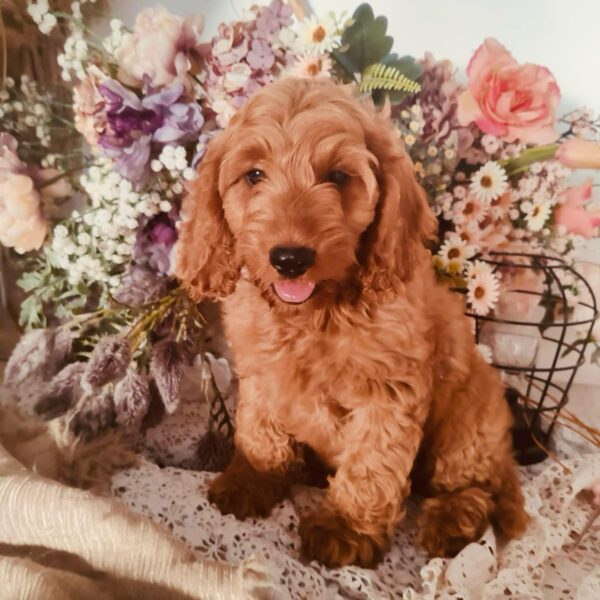 Ashby Cockapoo