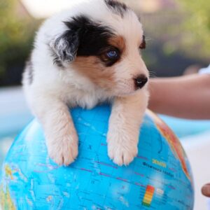 Aspen Border Collie
