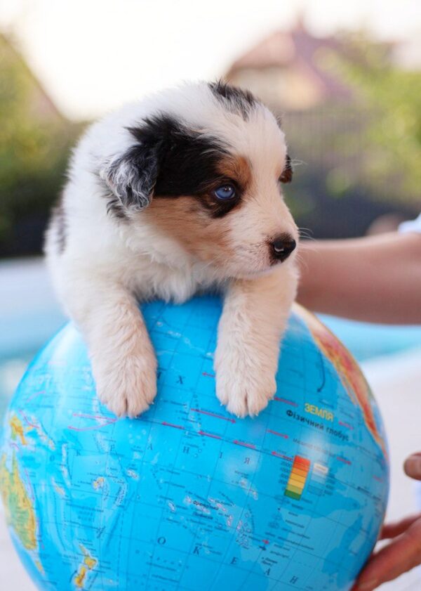 Aspen Border Collie