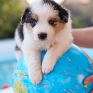 Aspen Border Collie