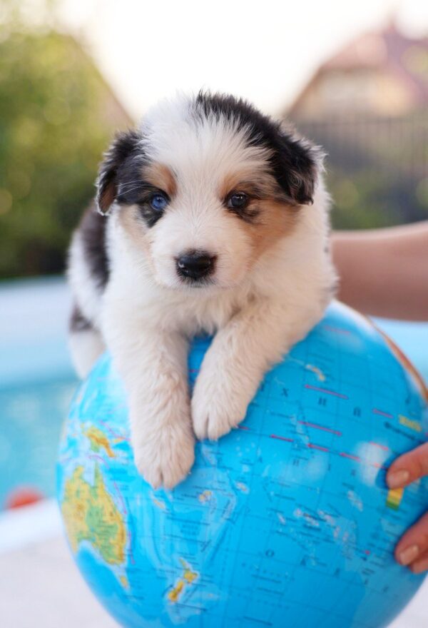 Aspen Border Collie