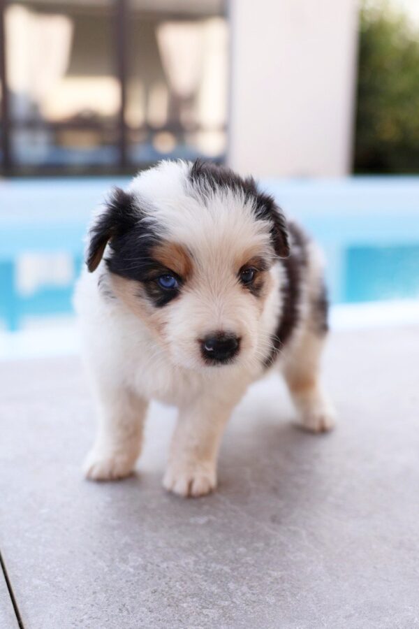 Aspen Border Collie