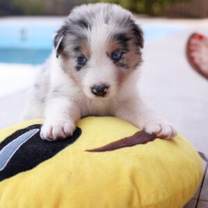Astra Border Collie