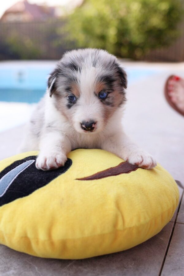 Astra Border Collie