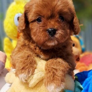 Athena Cavapoo