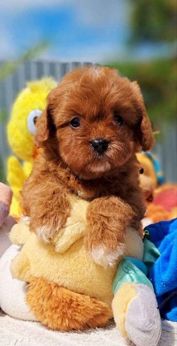 Athena Cavapoo