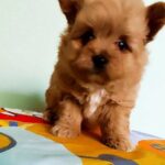 Axel-male-Pomapoo-puppy-for-sale-1