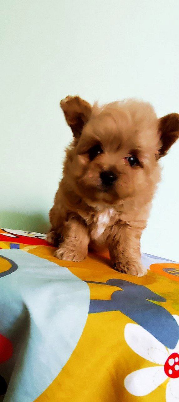 Axel Pomapoo