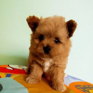 Axel Pomapoo