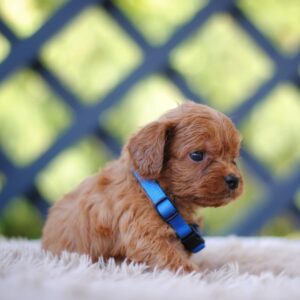 Azurite Cavapoo