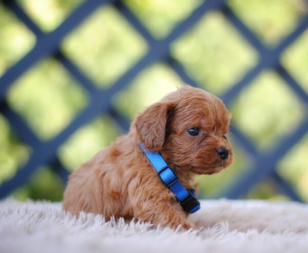 Azurite Cavapoo