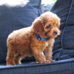 Azurite-male-cavapoo-puppy-for-sale- (1)