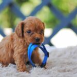 Azurite-male-cavapoo-puppy-for-sale-1 (2)