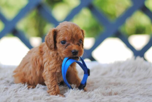 Azurite Cavapoo