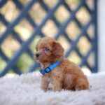 Anthrax Cavapoo