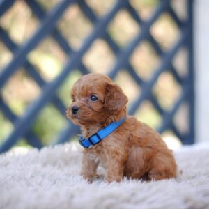 Azurite Cavapoo