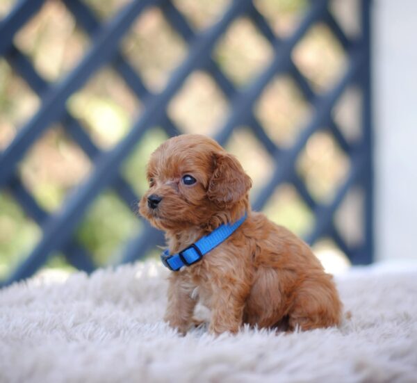 Azurite Cavapoo