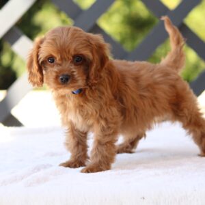 Azurite Cavapoo