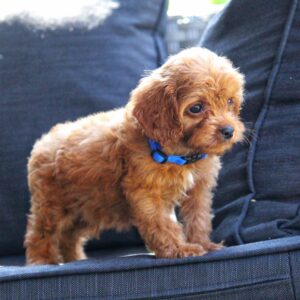 Azurite Cavapoo