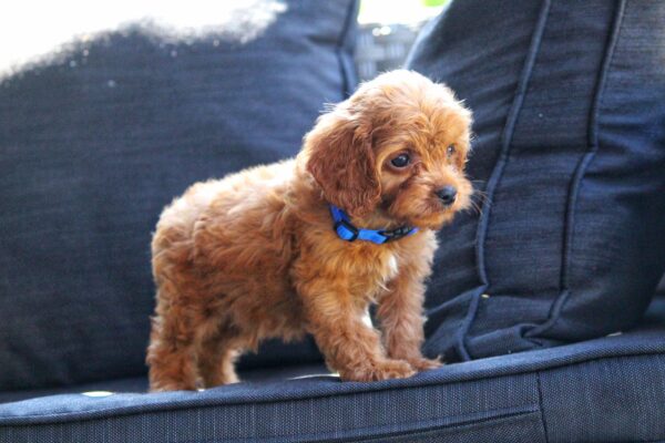 Azurite Cavapoo