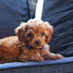 Azurite-male-cavapoo-puppy-for-sale- (2)