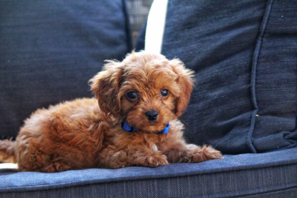 Azurite Cavapoo
