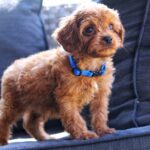 Azurite-male-cavapoo-puppy-for-sale- (3)