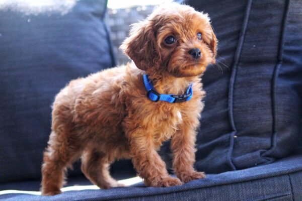 Azurite Cavapoo