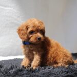 Anthrax Cavapoo
