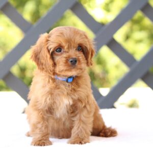 Azurite Cavapoo