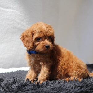 Azurite Cavapoo