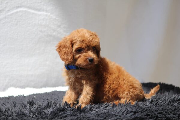 Azurite Cavapoo