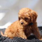 Azurite-male-cavapoo-puppy-for-sale- (5)
