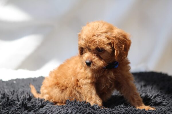 Azurite Cavapoo