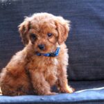 Azurite-male-cavapoo-puppy-for-sale- (6)