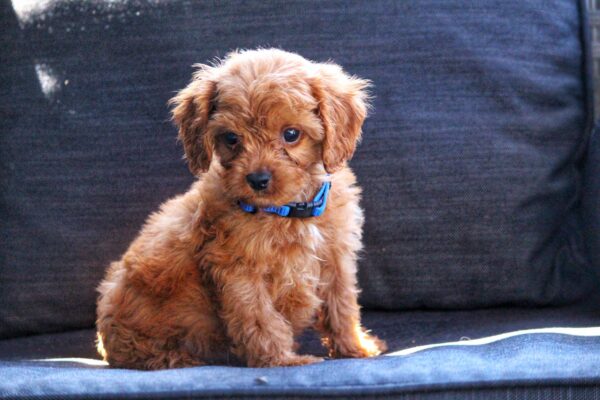 Azurite Cavapoo