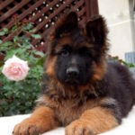 Badi-male-German-shepherd-puppy-for-sale-1 (1)