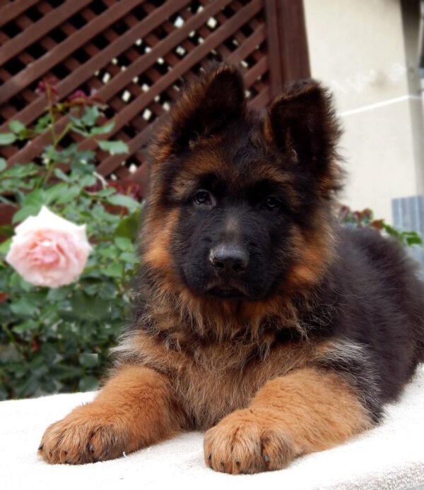 Badi German Shepherd
