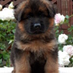 Badi-male-German-shepherd-puppy-for-sale-1 (1)