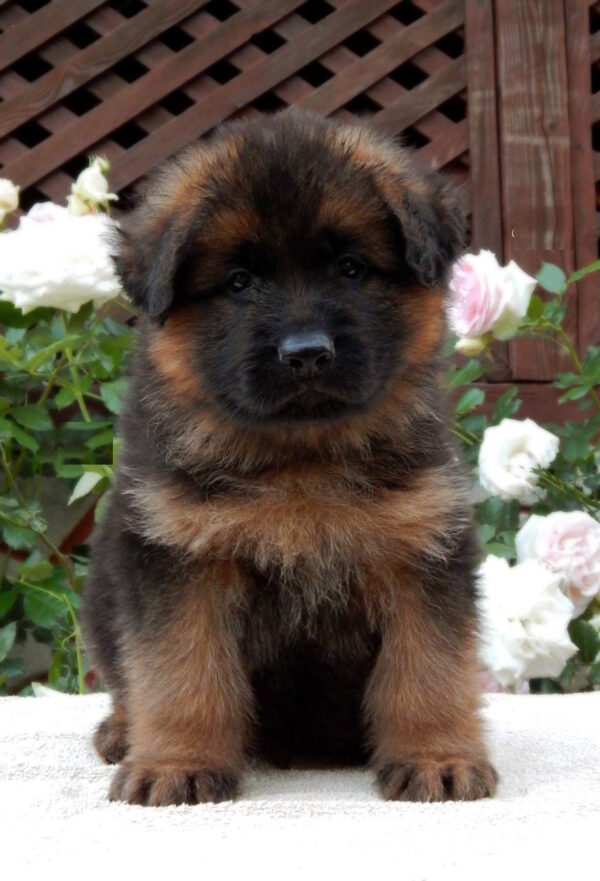 Badi German Shepherd