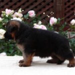 Badi-male-German-shepherd-puppy-for-sale-1 (2)