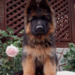 Badi-male-German-shepherd-puppy-for-sale-1 (2)