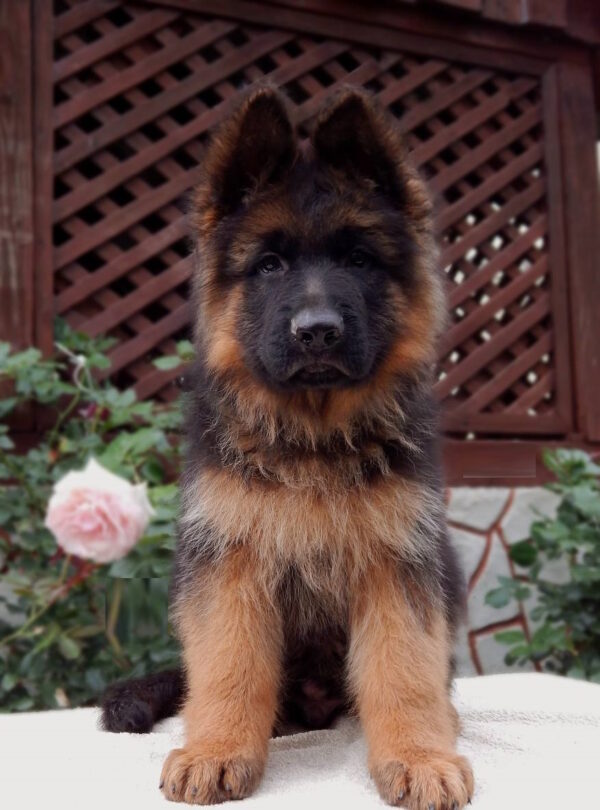 Badi German Shepherd