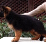 Badi-male-German-shepherd-puppy-for-sale-1 (3)