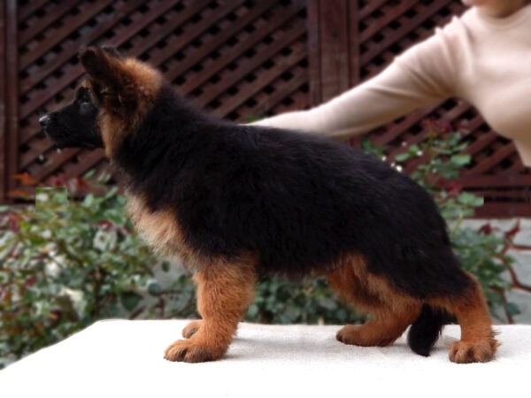 Badi German Shepherd