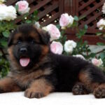 Badi-male-German-shepherd-puppy-for-sale-1 (3)