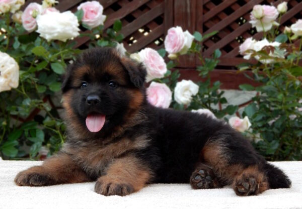 Badi German Shepherd
