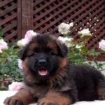Besta German Shepherd