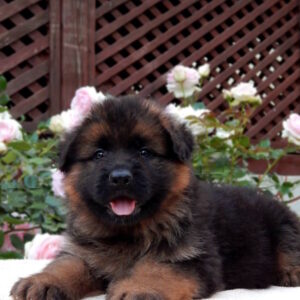 Badi German Shepherd